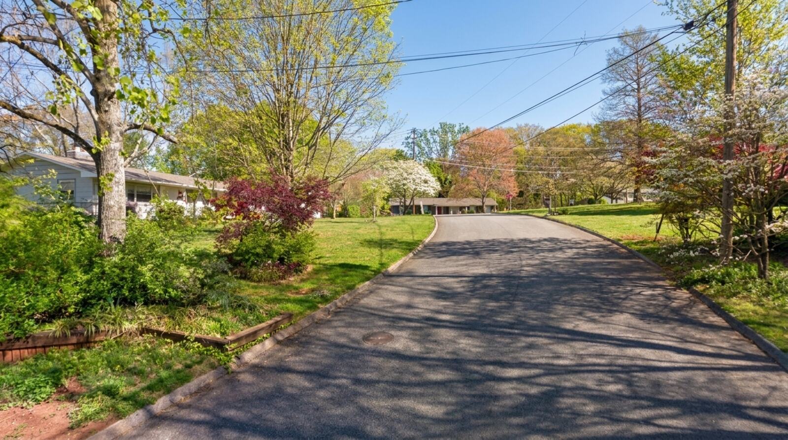 Bosworth Road in April, with dogwoods in bloom